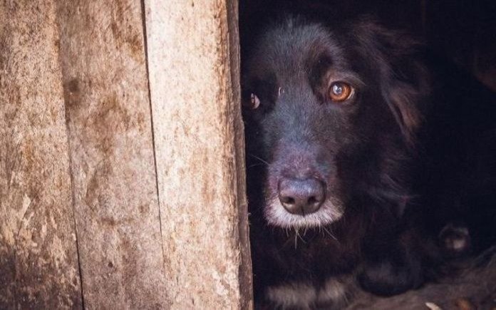 La necesidad de enfrentar el drama de los perros sin hogar en la Ciudad