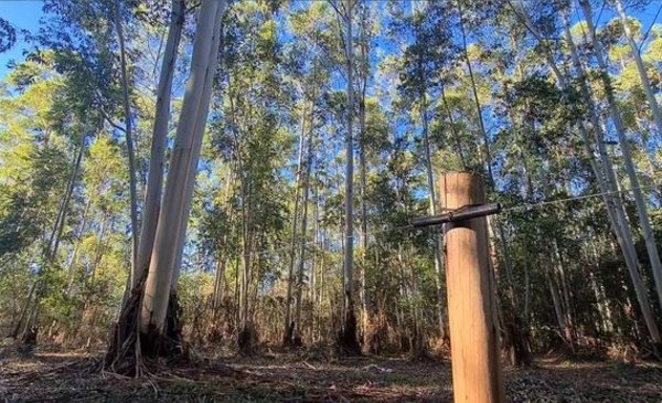 En Agrarias salen al cruce de denuncias por los árboles del Parque Pereyra  - La Ciudad