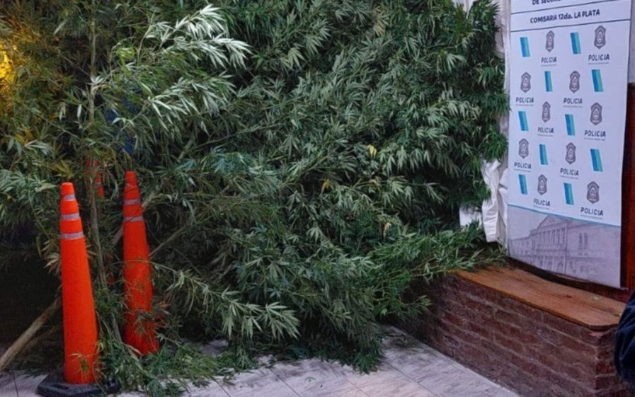 En Arturo Seguí, cayó joven que tenía “un bosque de faso” en el fondo de la casa