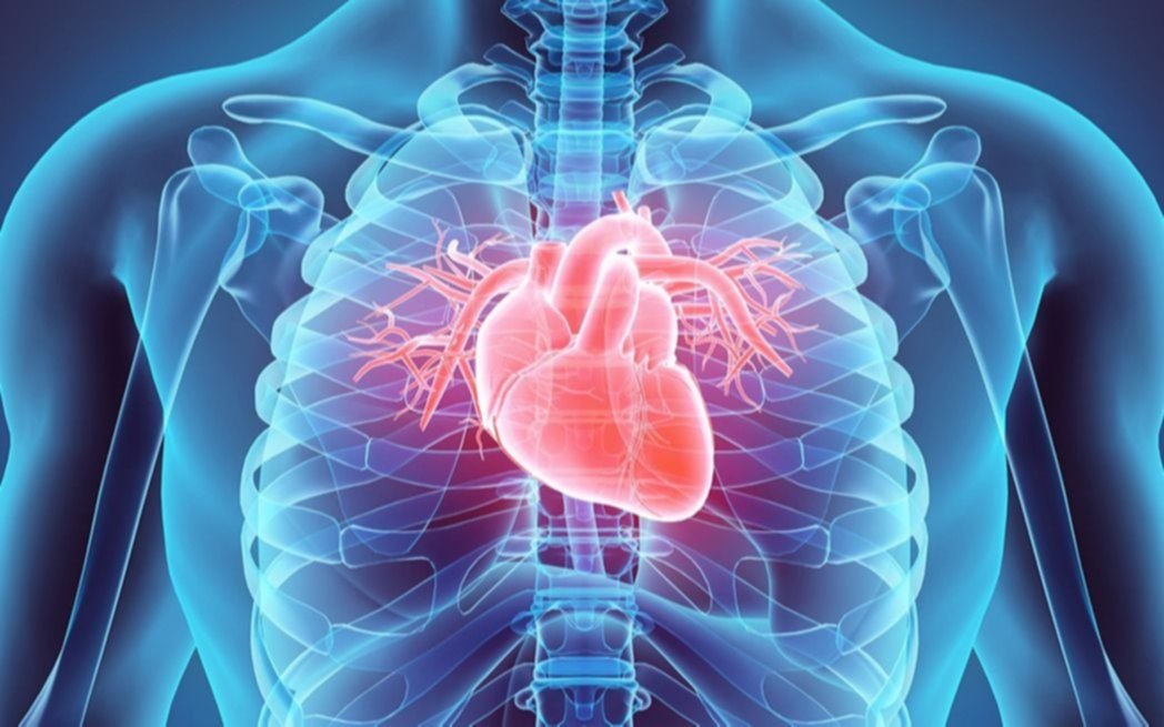 Hallan clave contra dos trastornos cardiovasculares