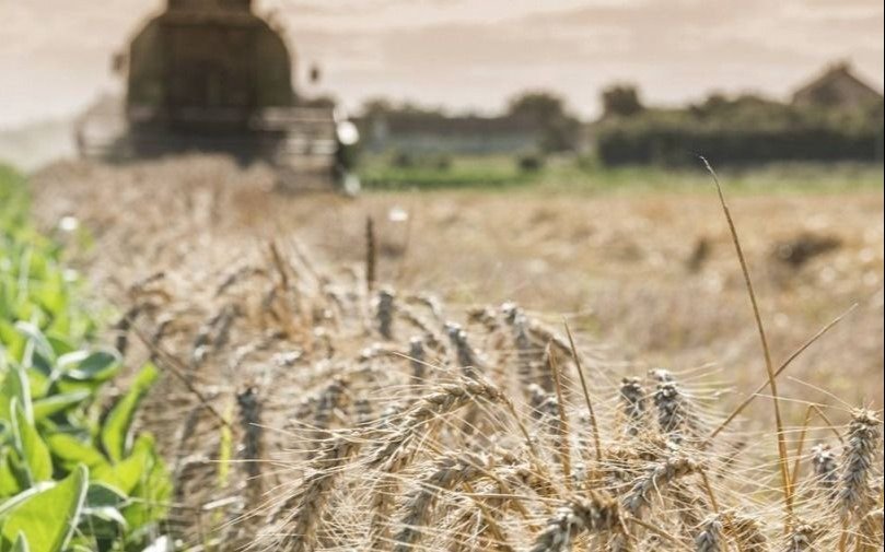 La creación de un Fondo del Trigo, un “arma” en la “guerra contra la inflación”