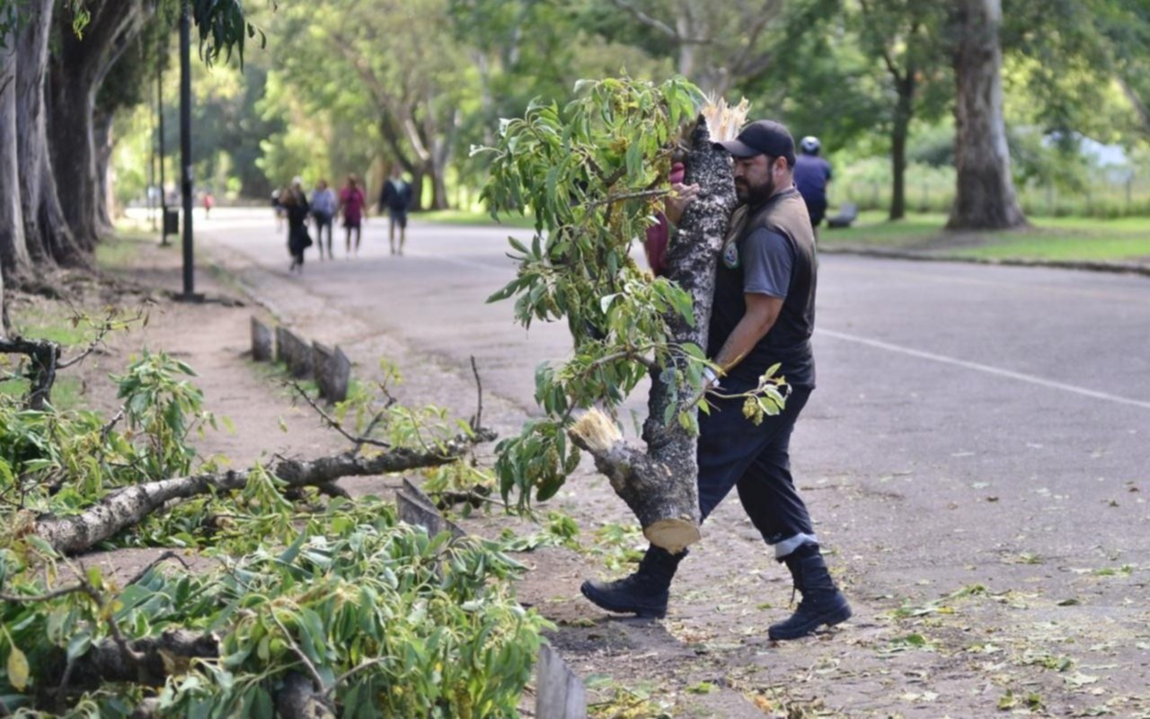 En el Bosque cayó un árbol a pasos de una familia