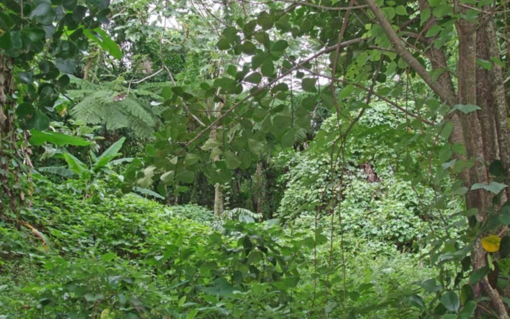 Un “safari de fotos” para descubrir biodiversidad