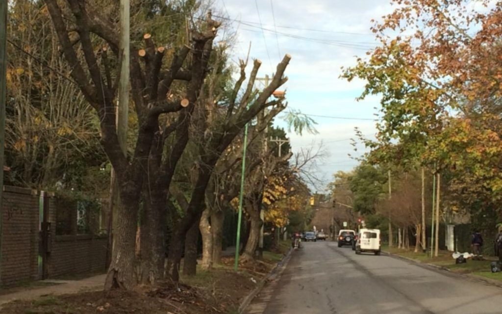 La poda debiera ir junto a un censo forestal y a un aumento del arbolado
