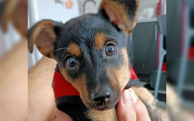 Liberaron a “Coco”, el perro aislado en Ezeiza