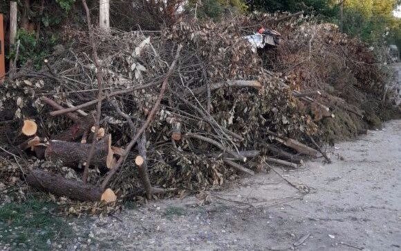 Otra queja por tala en el Parque Pereyra