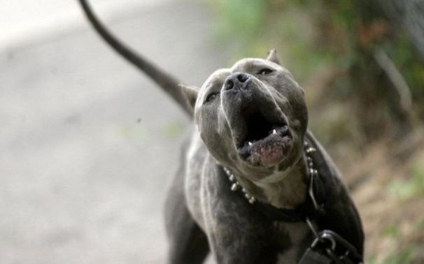 Un nene fue mordido por un pitbull en 81 entre 16 y 17