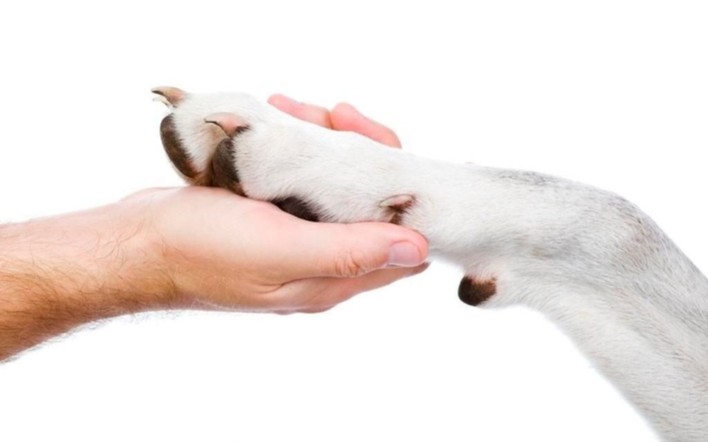 Hogar de perros discapacitados espera la ayuda solidaria