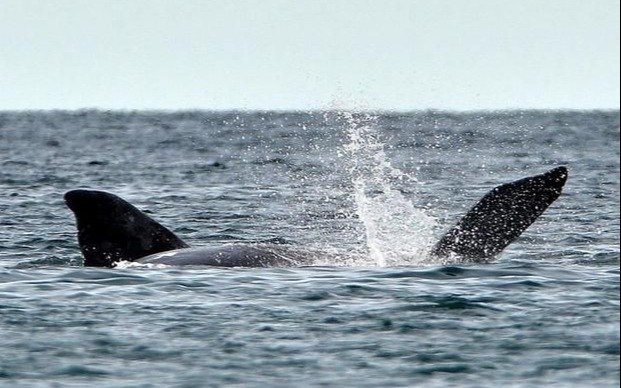 Más de 1.031 ballenas cerca de Península Valdés