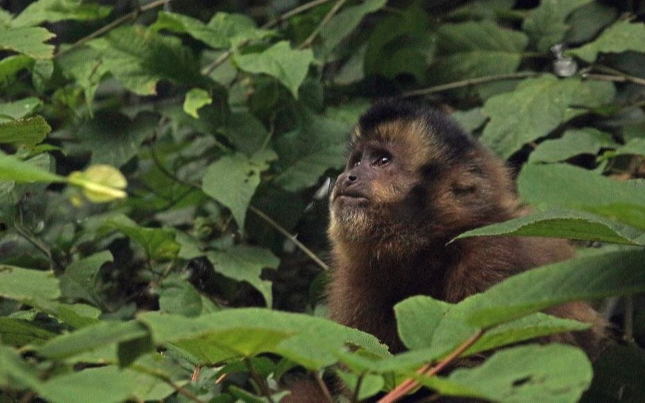 Roban monos y llega un nuevo domador