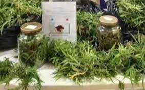 Encontraron 160 frascos con marihuana en una vivienda de Berisso
