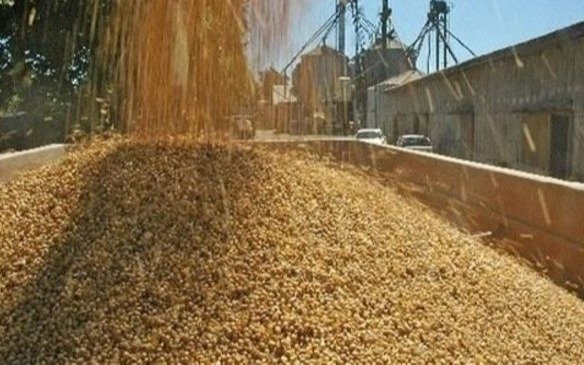 Los granos para arriba y la soja volvió a la zona de los U$S600