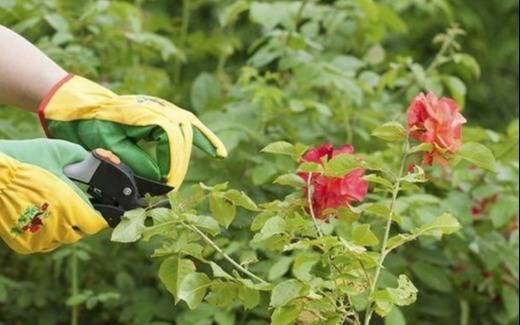 Se viene una nueva expo gratuitas de plantas y flores en City Bell