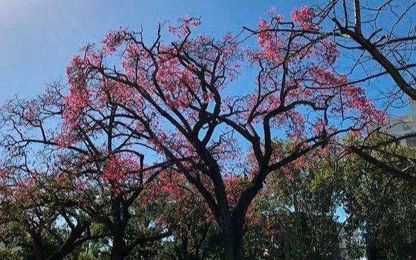 Actividades para la celebrar la llegada de la primavera en las plazas y parques