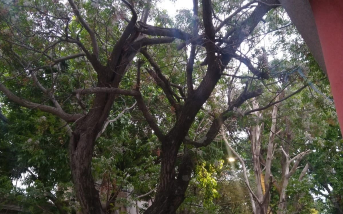 Advierten por el peligro que genera un árbol en 59, 15 y 16