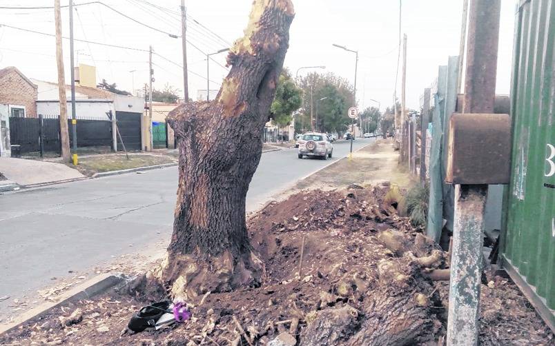 En Gorina, movida contra la extracción de fresnos