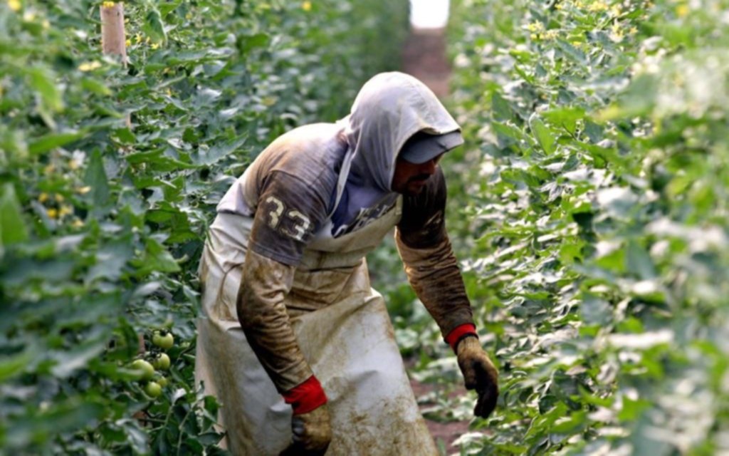 Pequeños productores recibirán un incentivo de hasta $20 mil por hectárea
