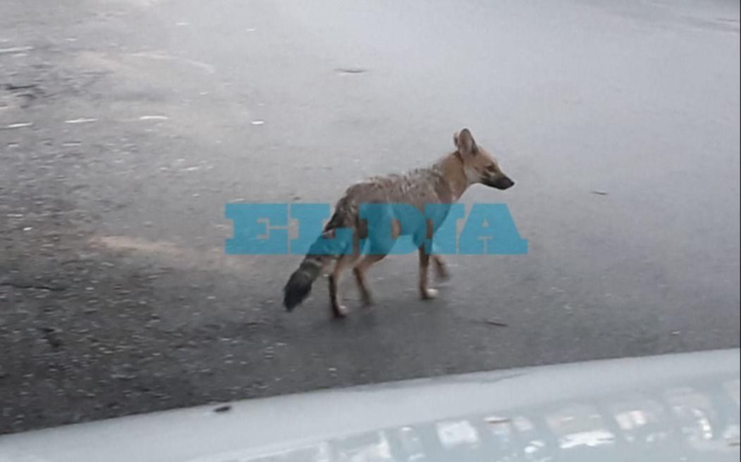 Un zorro mantiene en vilo a otra zona platense