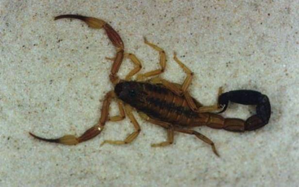 Una guía para evitar la presencia de alacranes