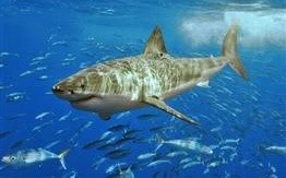 Advierten que los tiburones están más cerca de la extinción
