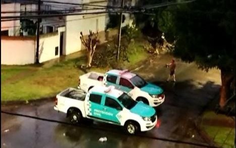 Durante la tormenta cayó un árbol en Villa Elvira
