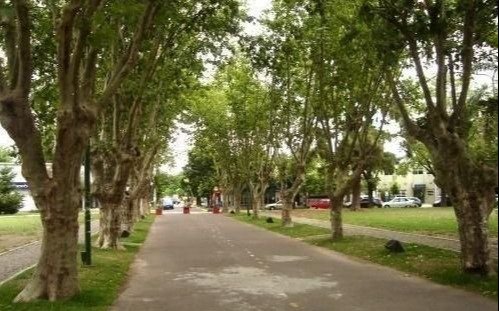 Expedición urbana para aprender sobre los árboles de la Ciudad