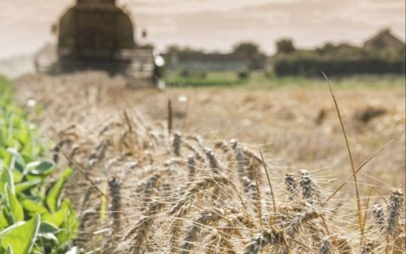 La geopolítica impuso su ritmo al mercado de cereales