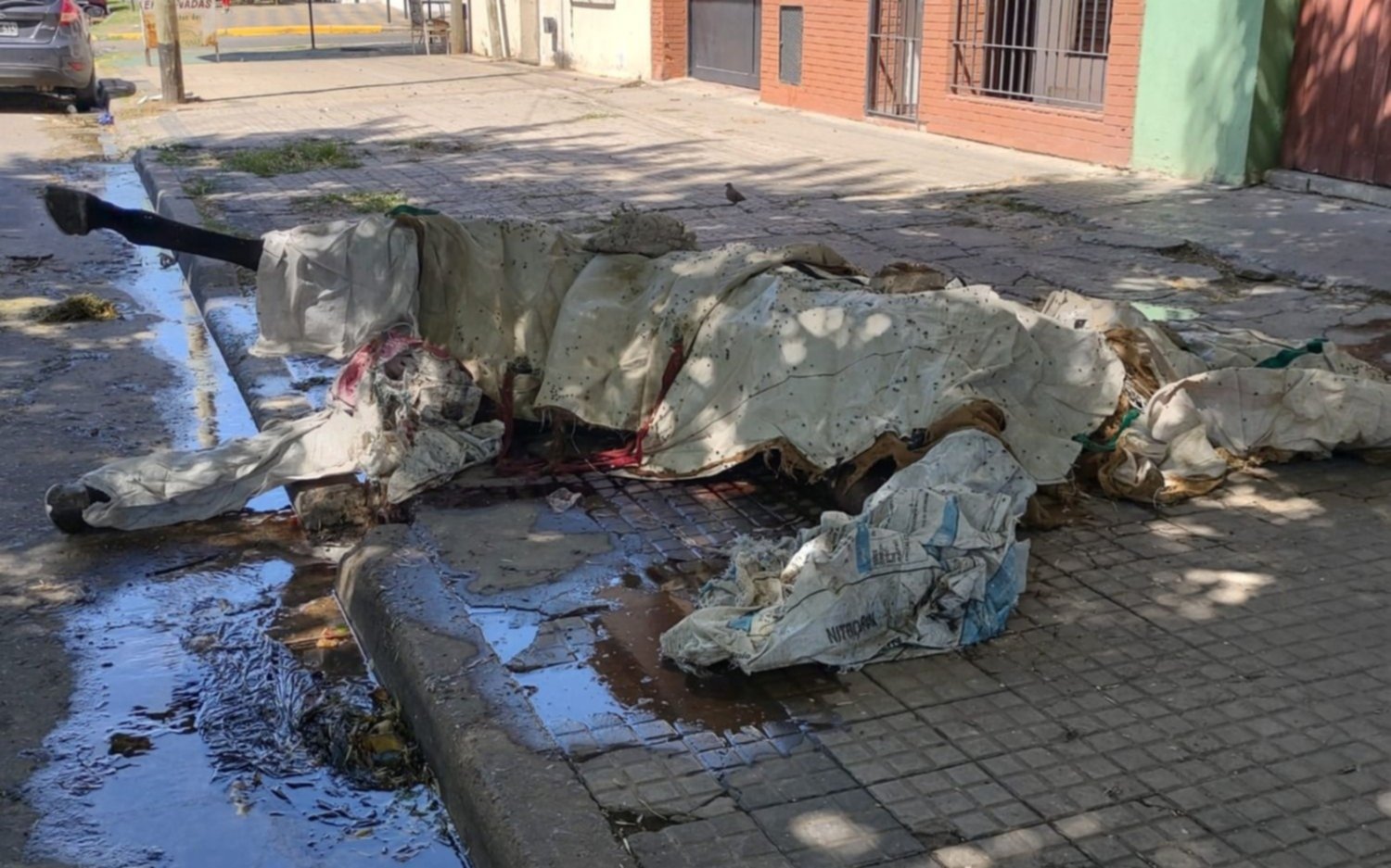 Foco infeccioso a metros del Hospital Gutierrez: dejaron un caballo muerto