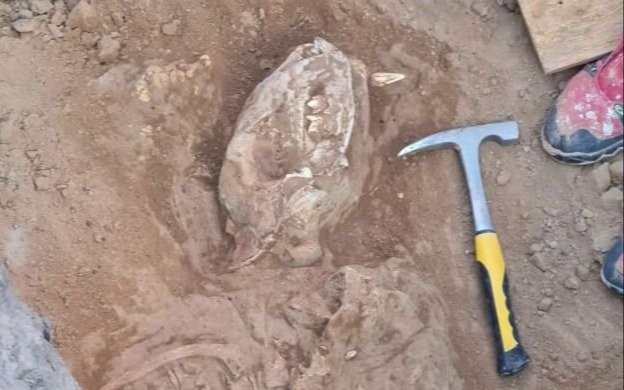 Hallan un tigre dientes de sable en Necochea