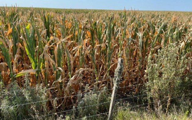 Lluvia y un poco de alivio para el agro bonaerense