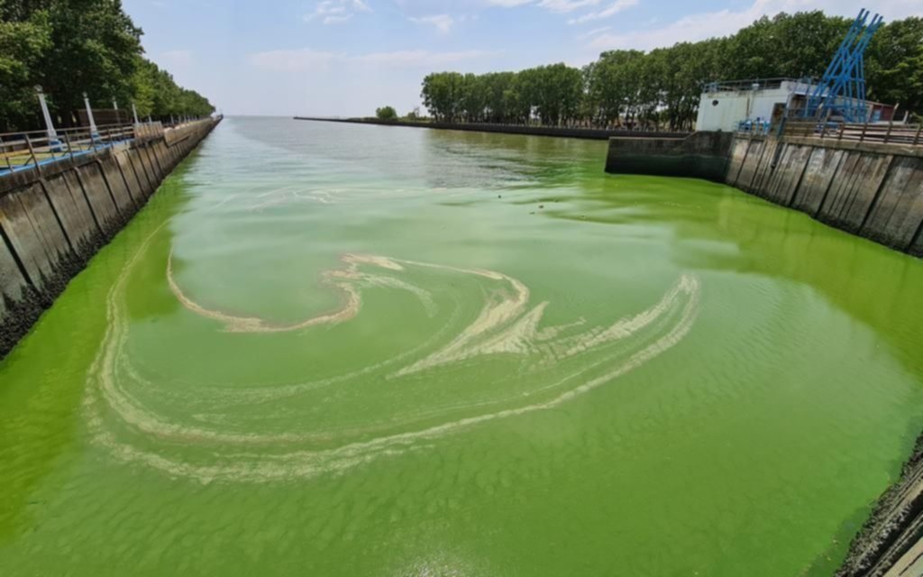Las cianobacterias, otro foco contaminador en las aguas del Río de la Plata