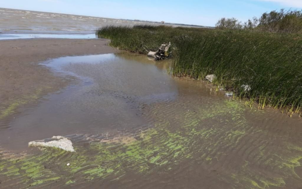 Las cianobacterias aflojaron un poco en las playas de Ensenada y Berisso