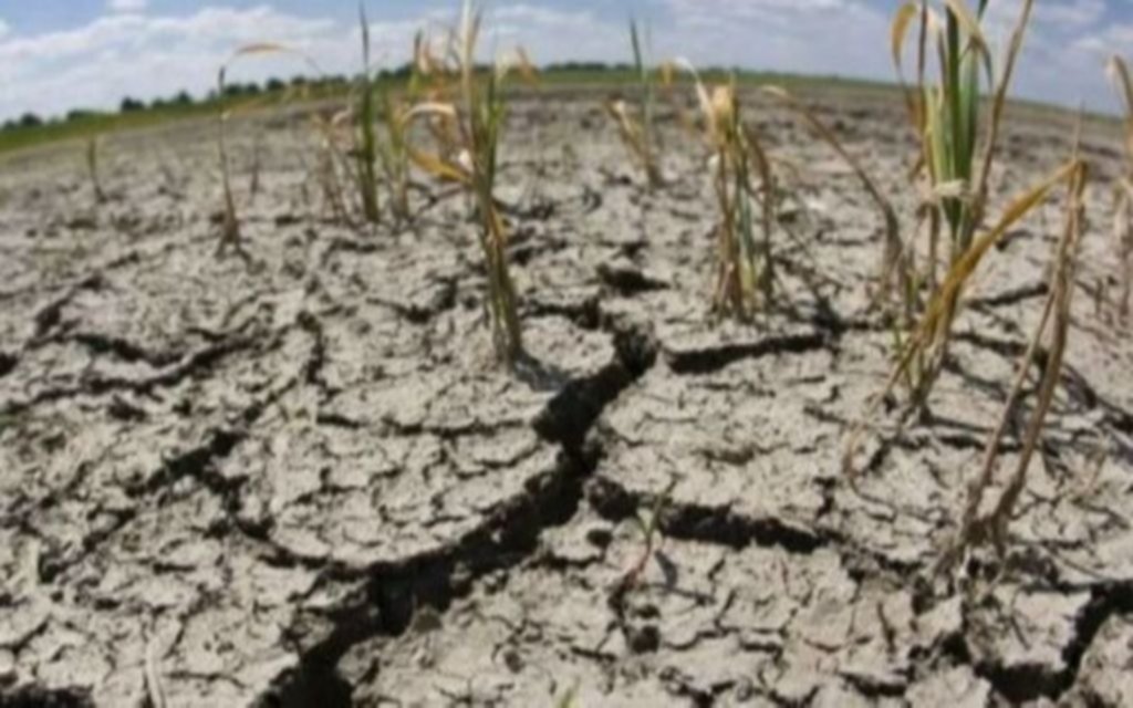 Se acentúan las pérdidas en el campo por la ola de calor