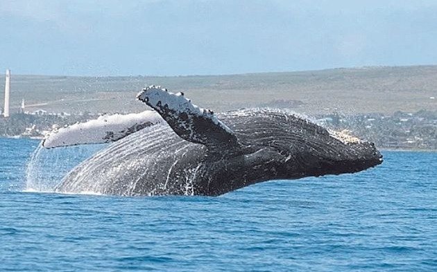 Las ballenas ahora ya no cantan, sino que luchan por su amor