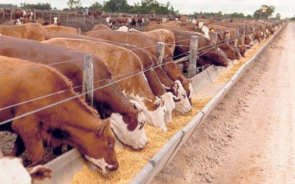 La ganadería también padece por la sequía