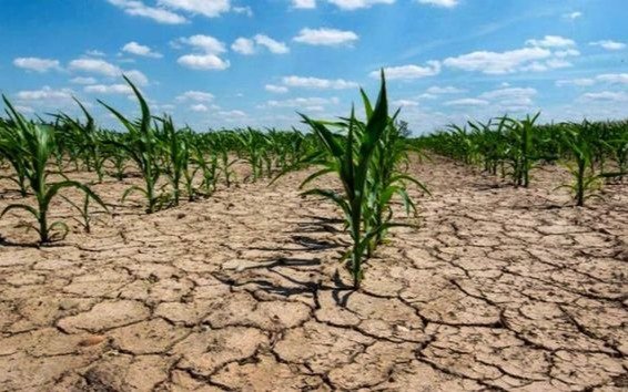 El campo sufre por la ola de calor, la más severa en 100 años