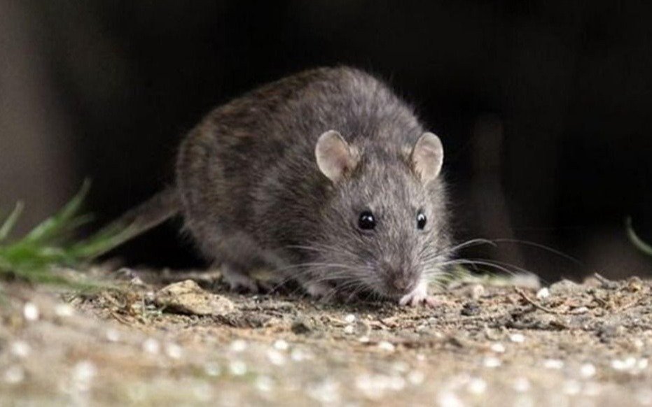 La presencia de roedores ponen en vilo a zonas del casco urbano