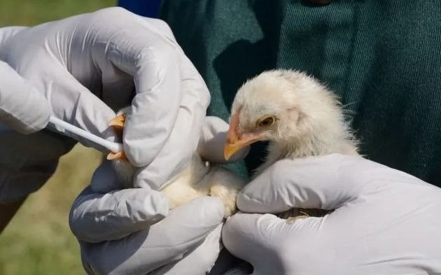 Retoman exportaciones de pollo suspendidas por la gripe aviar