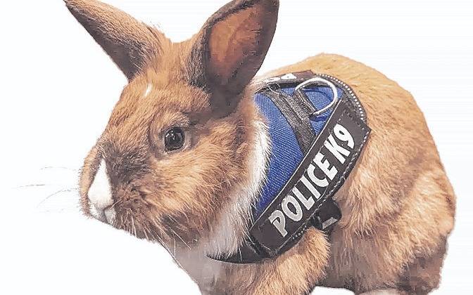 Percy, el “conejo policía” y “oficial de bienestar”