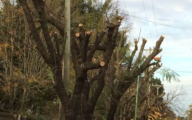 Rige temporada de poda en la Ciudad: intervendrán más de 20.000 árboles