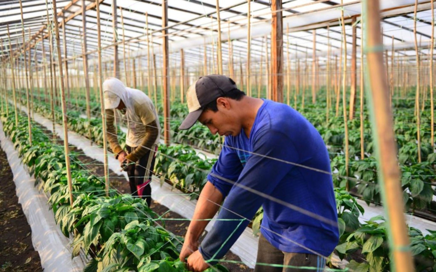Los precios de los agroalimentos crecieron un 3,9 %