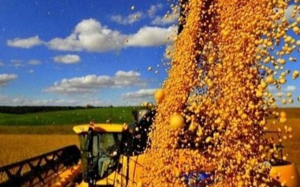 Recortan la proyección de la cosecha de soja