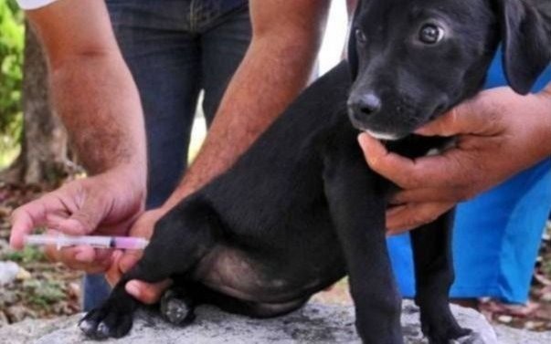 Vacunación antirrábica y desparasitación de mascotas en la Ciudad