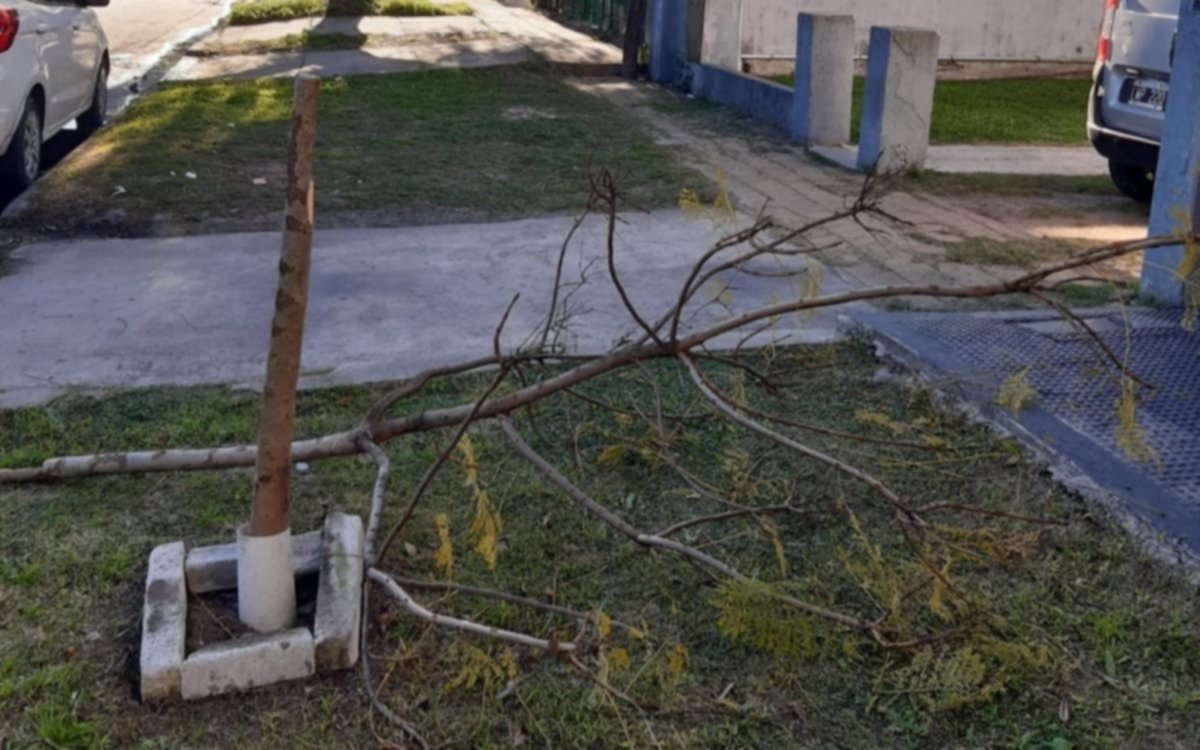Talaron un árbol en Tolosa para sacar una bicicleta atada al tronco