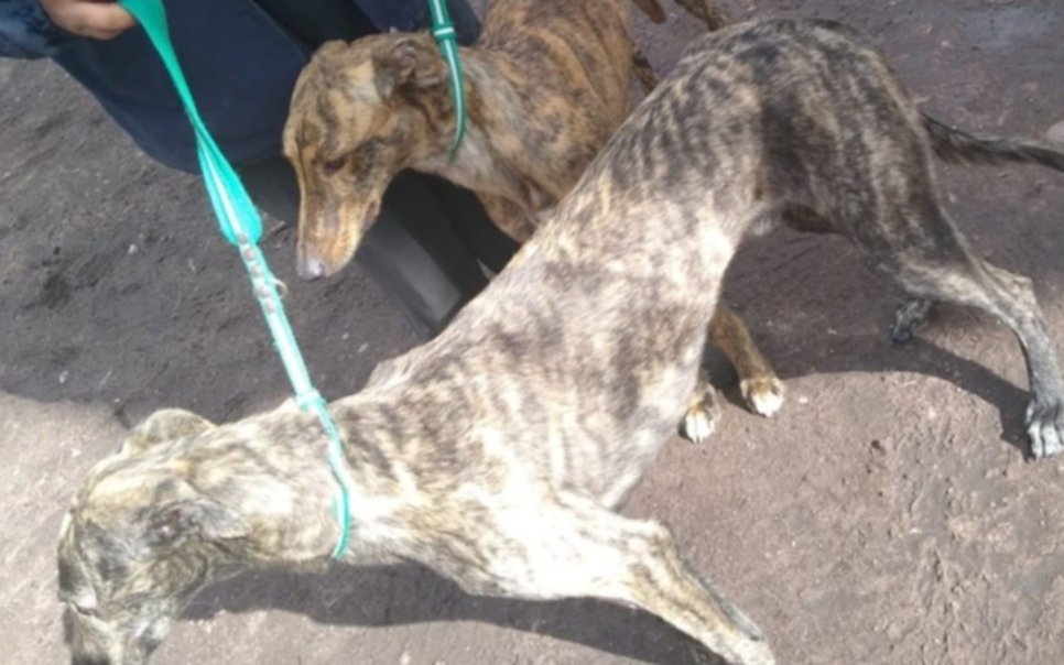 No paran los operativos por la caza ilegal con perros galgos en la Ciudad