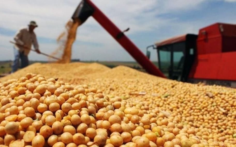 El precio de la soja, en caída: más de 10 por ciento