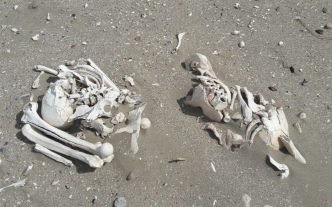 Identifican genes que formaron el esqueleto para caminar erguido