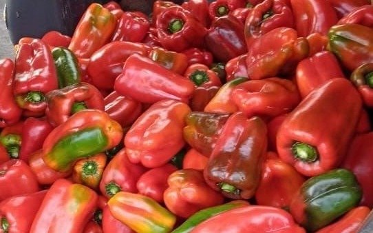 Robaron varias bolsas con morrones en El Peligro