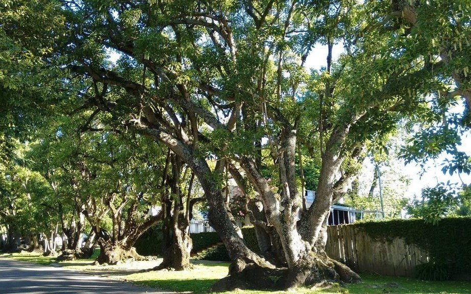 La Ciudad necesita tener un censo forestal para una mejor defensa del arbolado