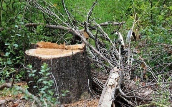 Deforestación y peor desarrollo social